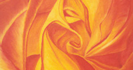 Flamenco Rose